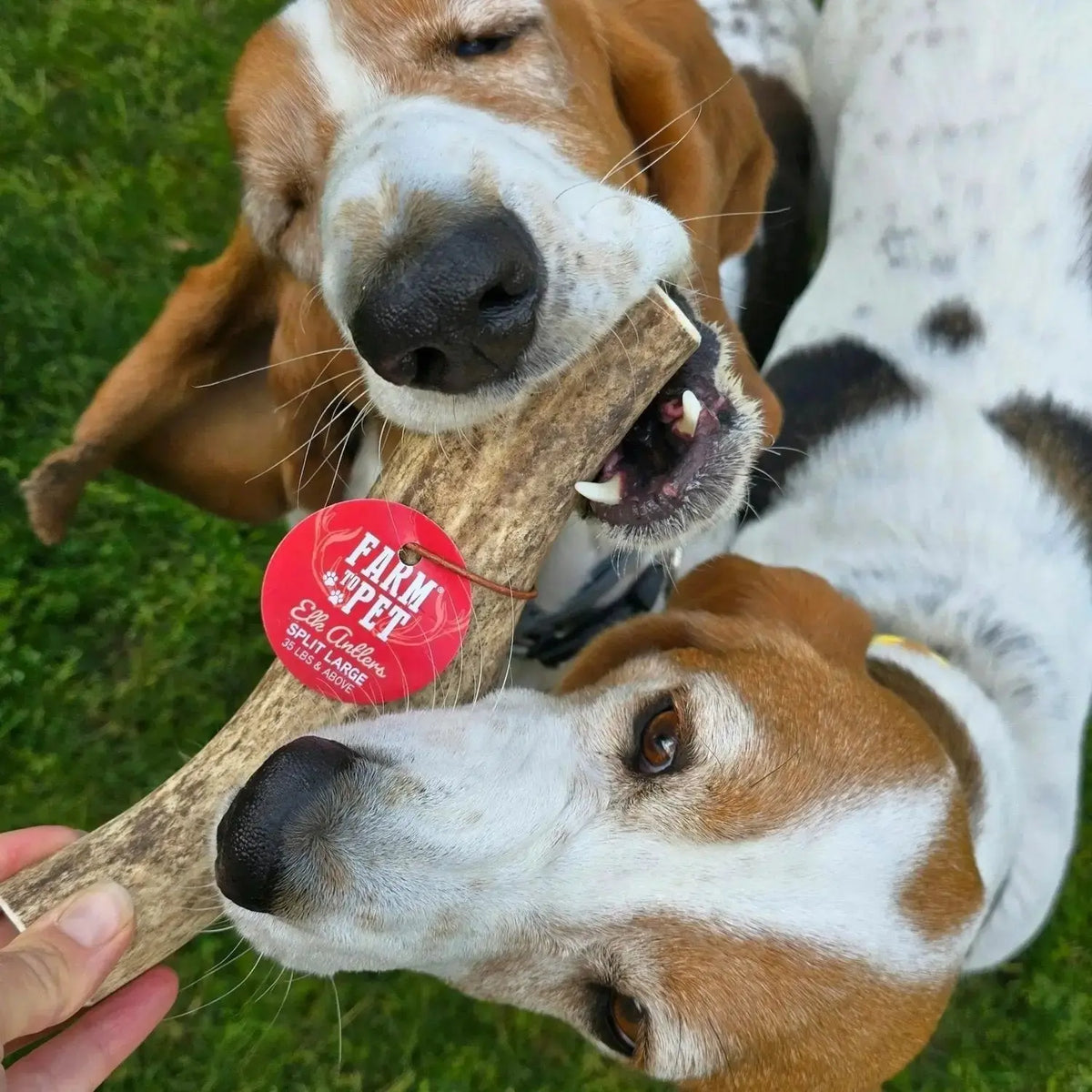 Elk Antler Dog Chews | All-Natural Whole and Split Chews for Dogs - Antler Dog Chew