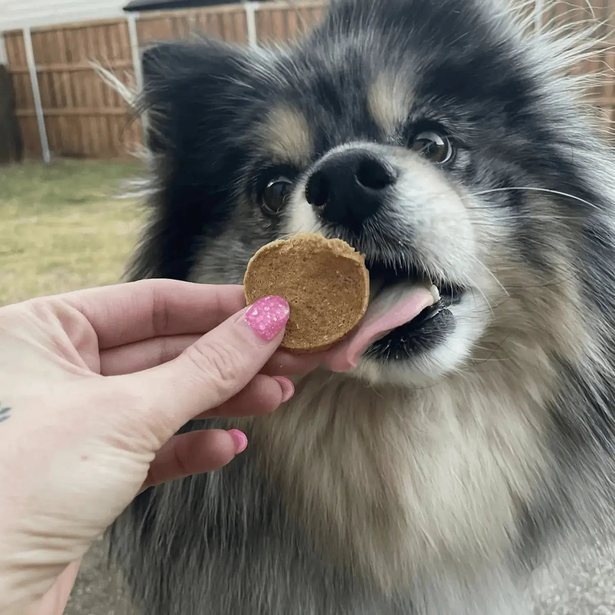 Fish Dog Treats | Wild-Caught Fish Chips for Dogs - Chip