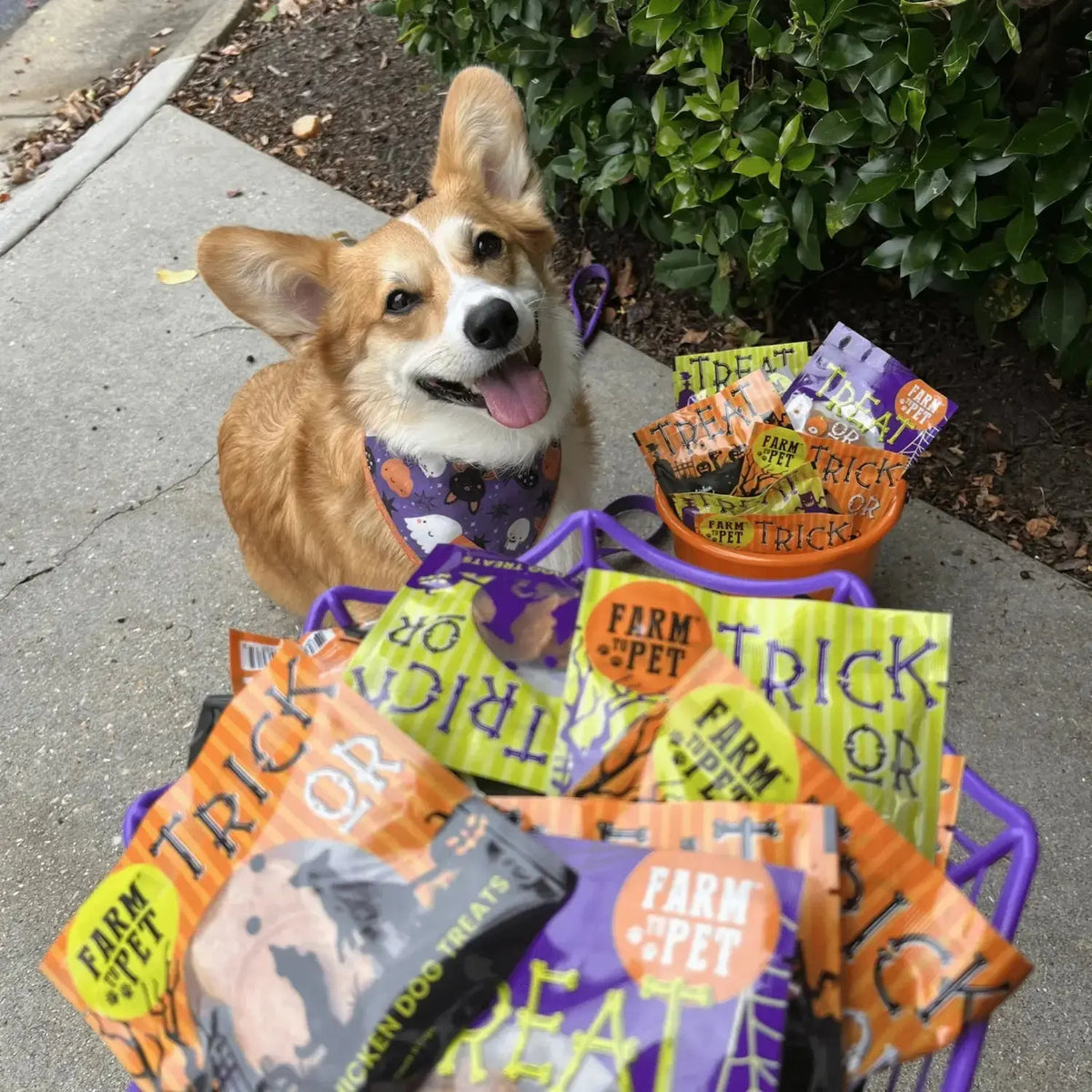 Halloween dog treats Snack Pack Bundle - Snack Pack