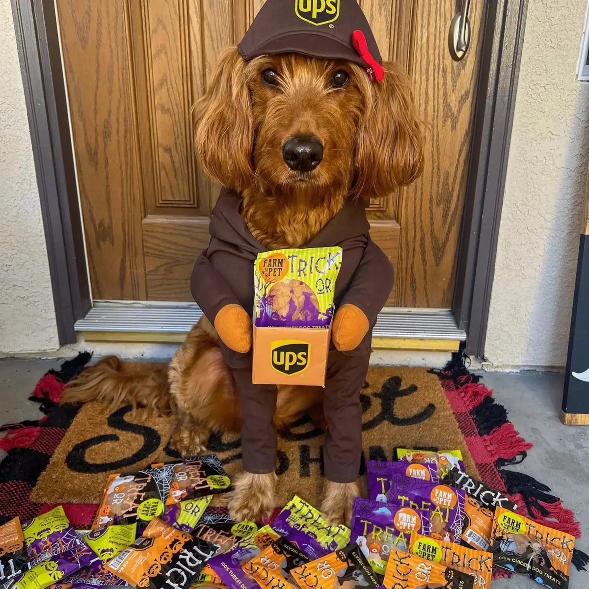Halloween dog treats Snack Pack Bundle - Snack Pack