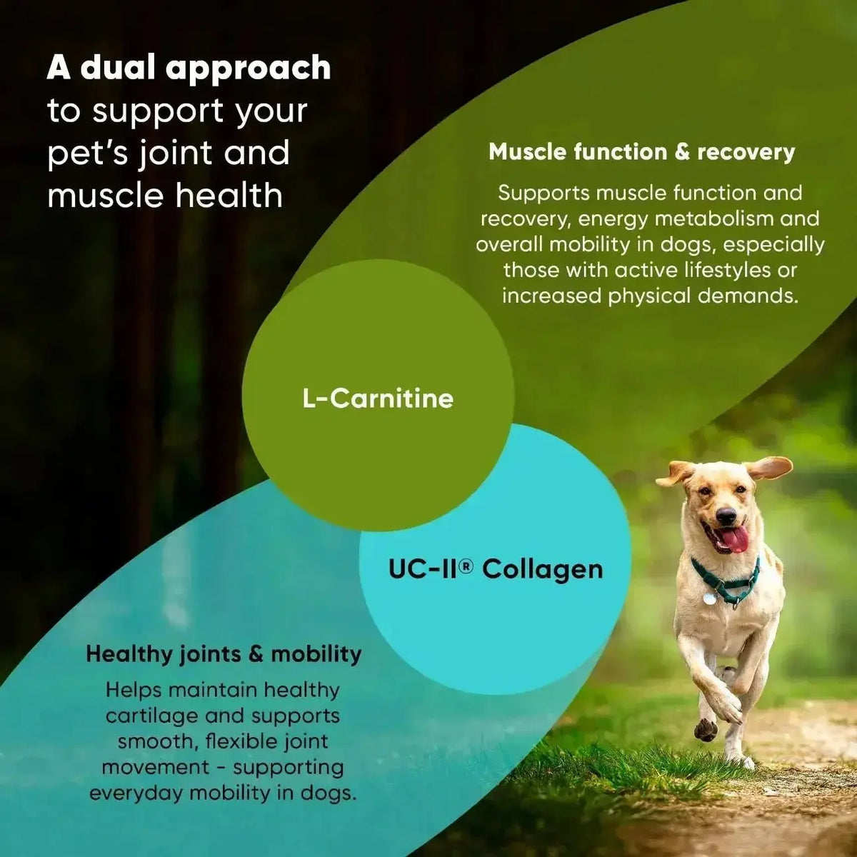 Joint & Muscle Health Rooted Owl Pet Supplements