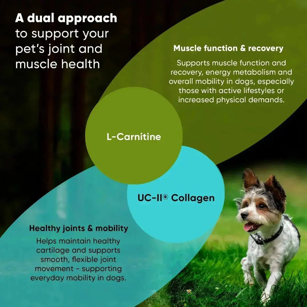 Joint & Muscle Health Rooted Owl Pet Supplements