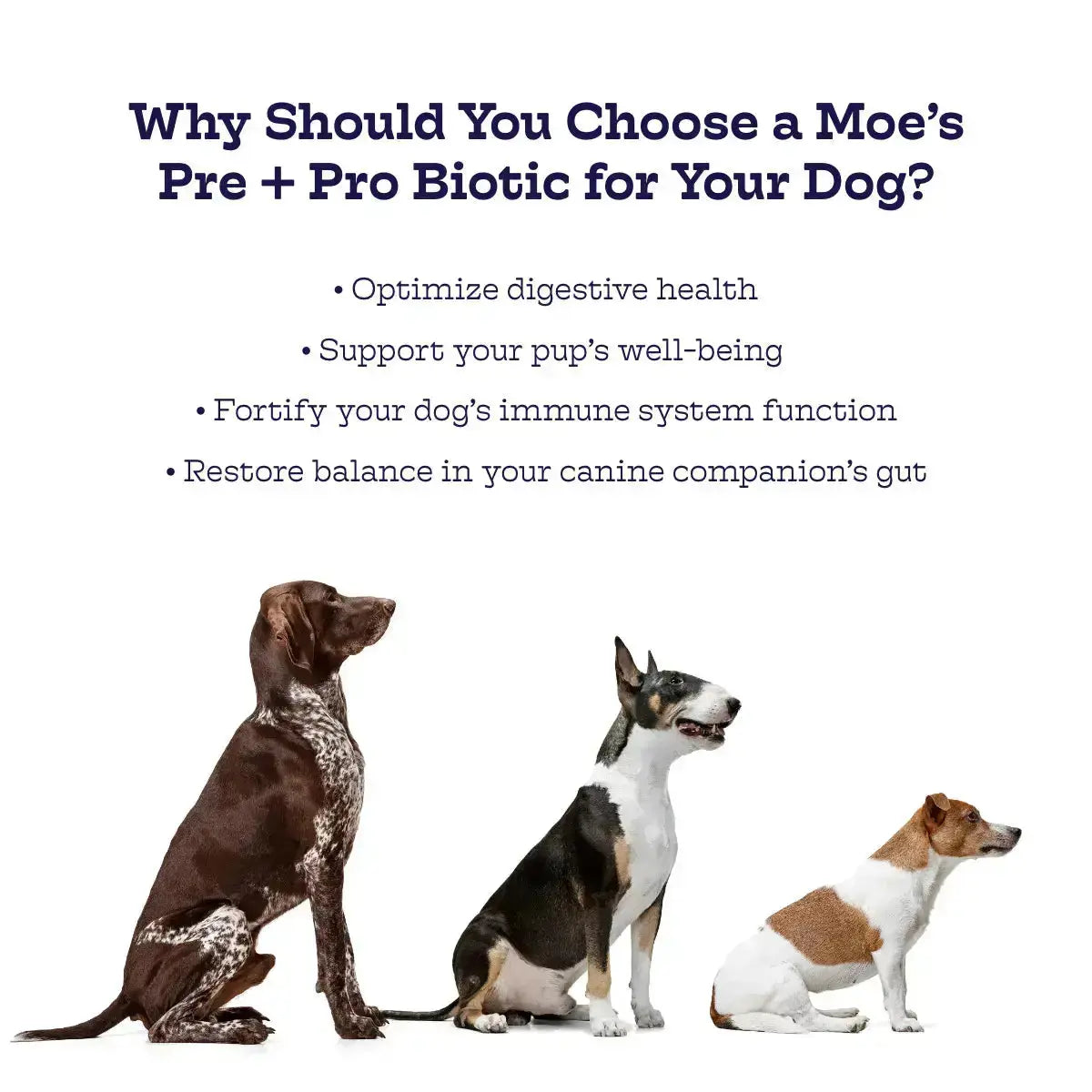 Pre + Pro Biotic Chews - True Pet Market