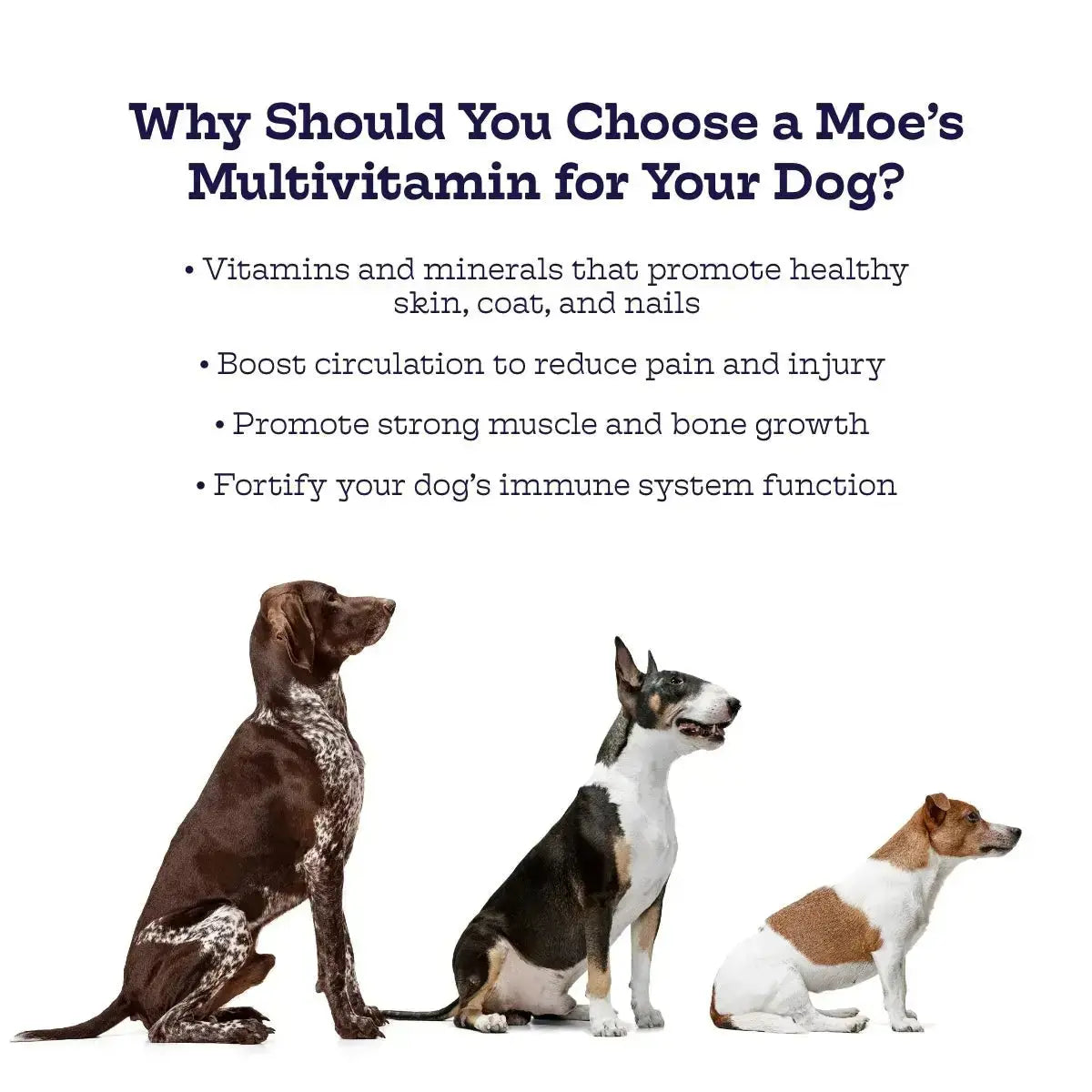 Multi-Plus Chews - True Pet Market