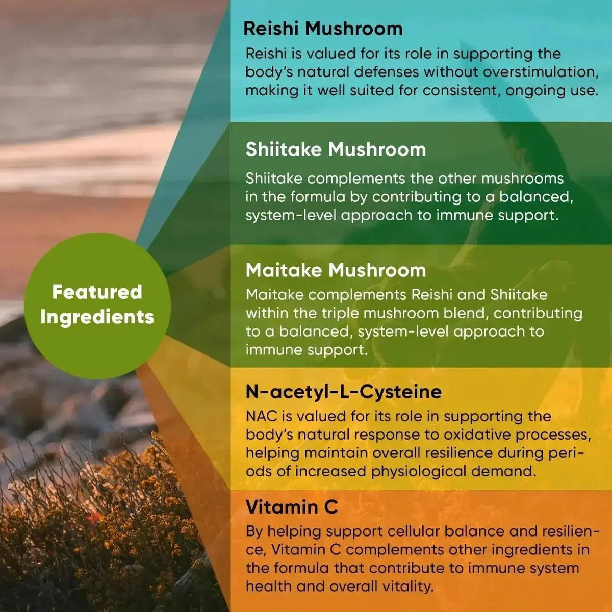 Mushroom Immune Support Rooted Owl Pet Supplements
