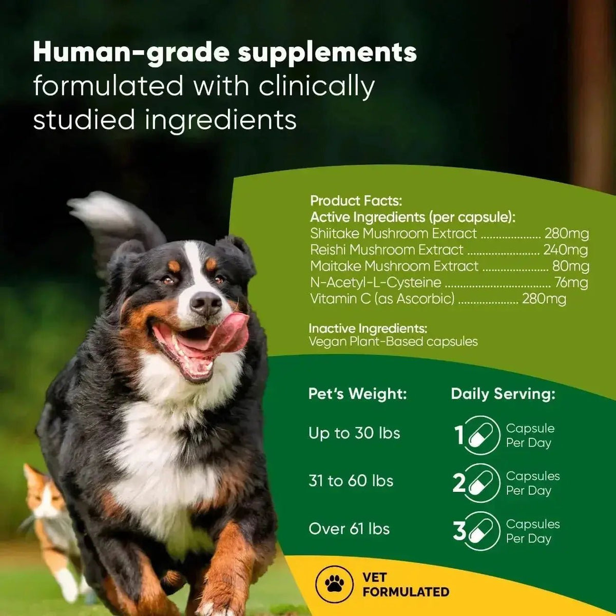 Mushroom Immune Support Rooted Owl Pet Supplements