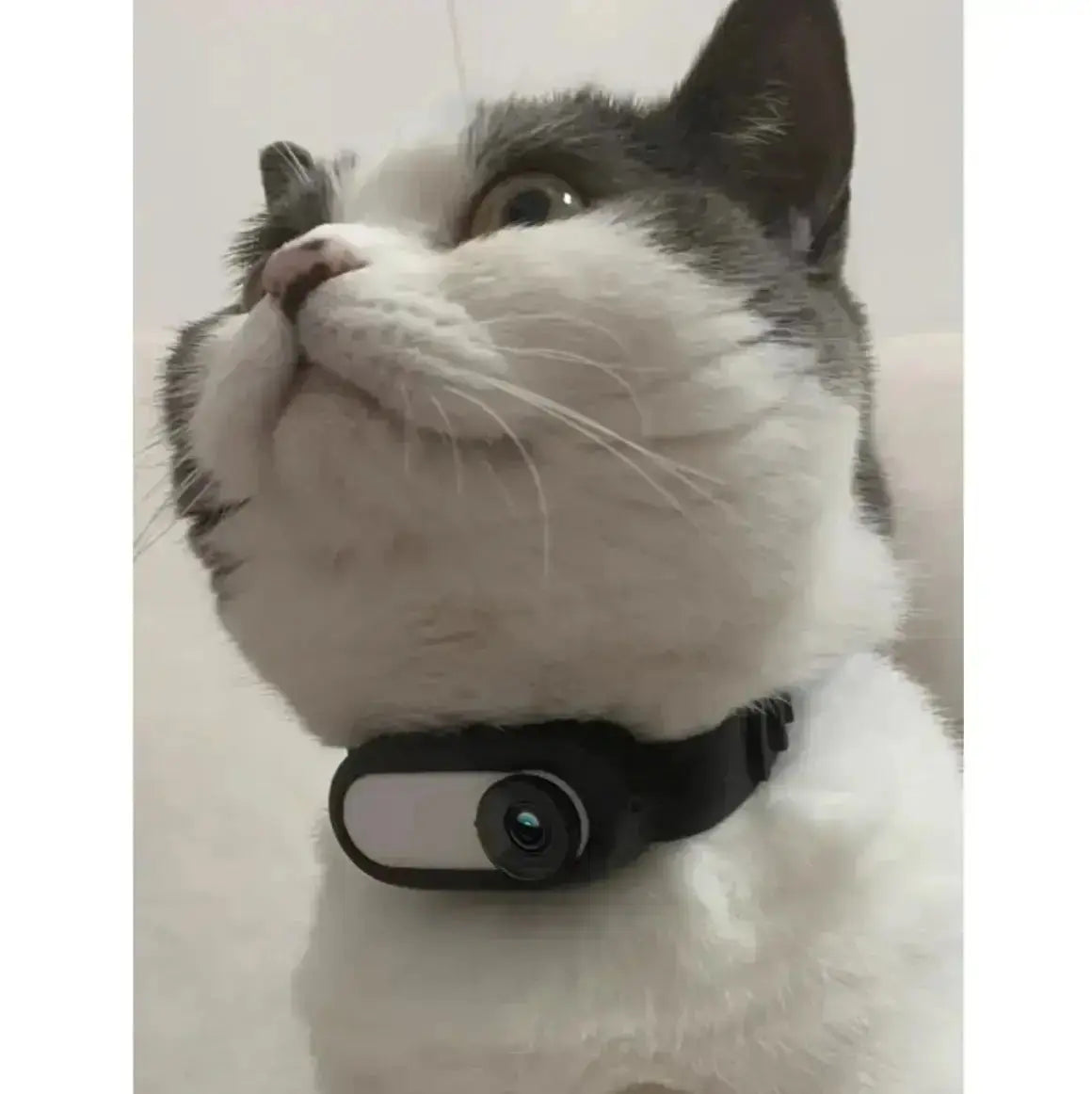 Pet Collar Camera - Black / Black Collar Camera