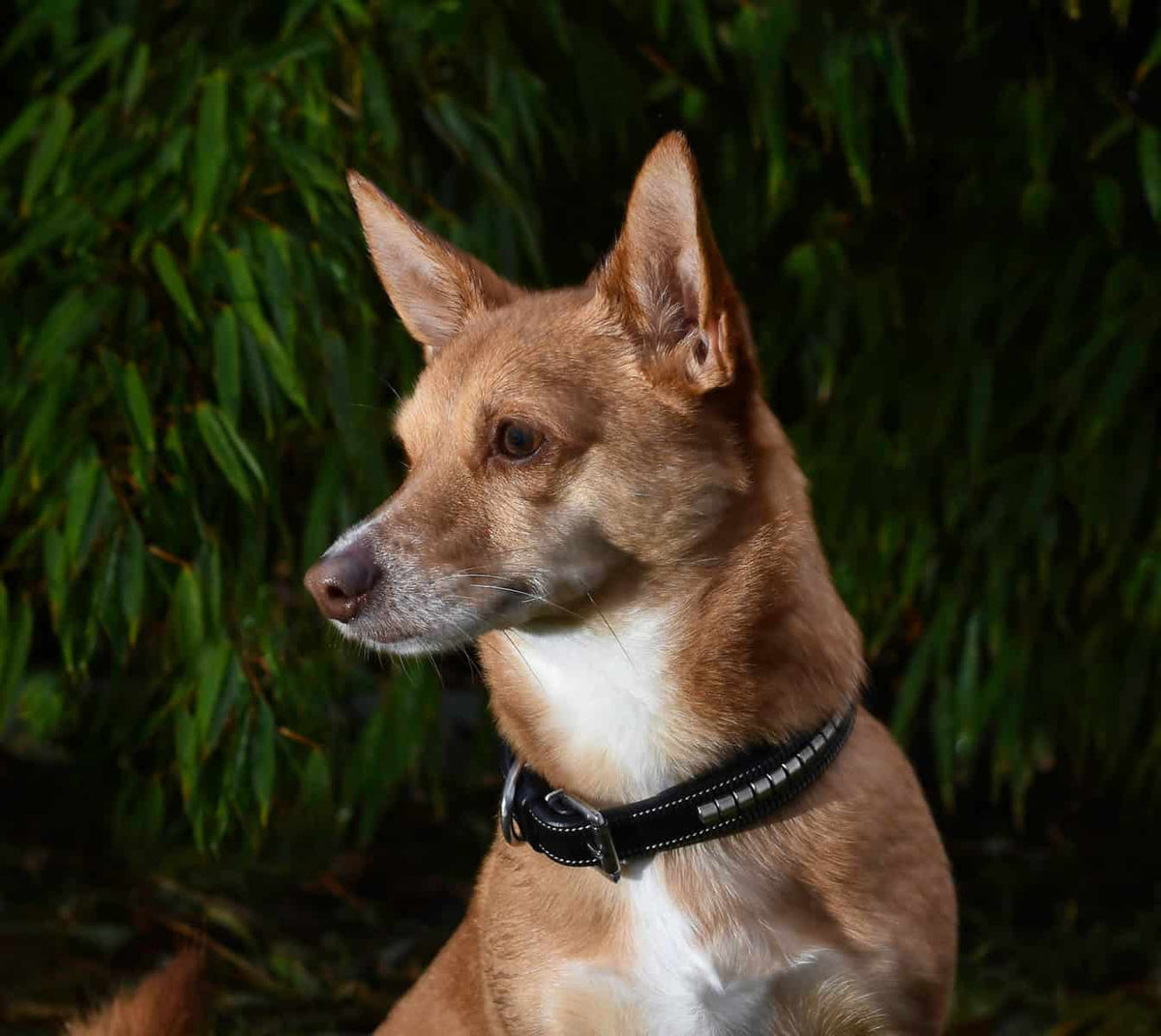 Premium dog collar in natural tanned leather and classic clincher Eponia