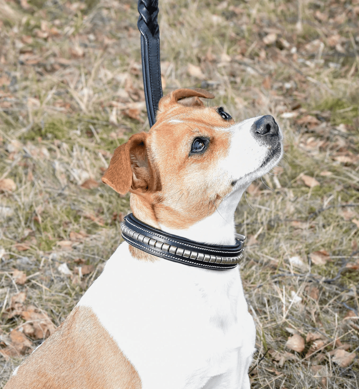 Premium dog collar in natural tanned leather and classic clincher Eponia
