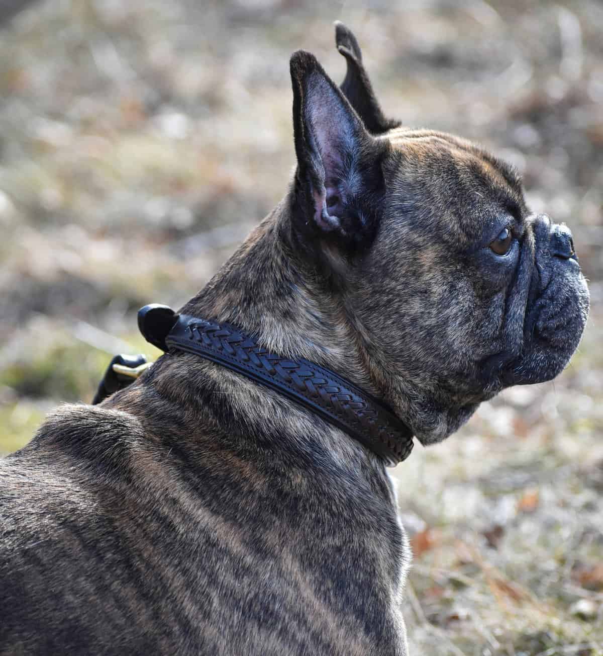 Premium dog collar in plaited natural tanned leather Eponia