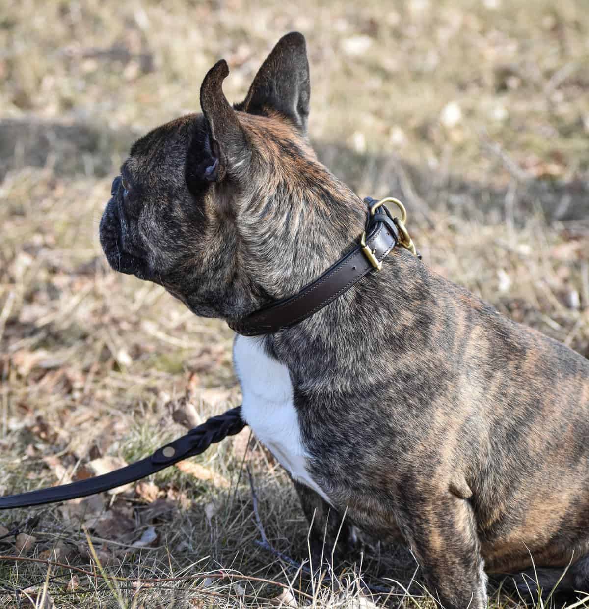 Premium dog collar in plaited natural tanned leather Eponia