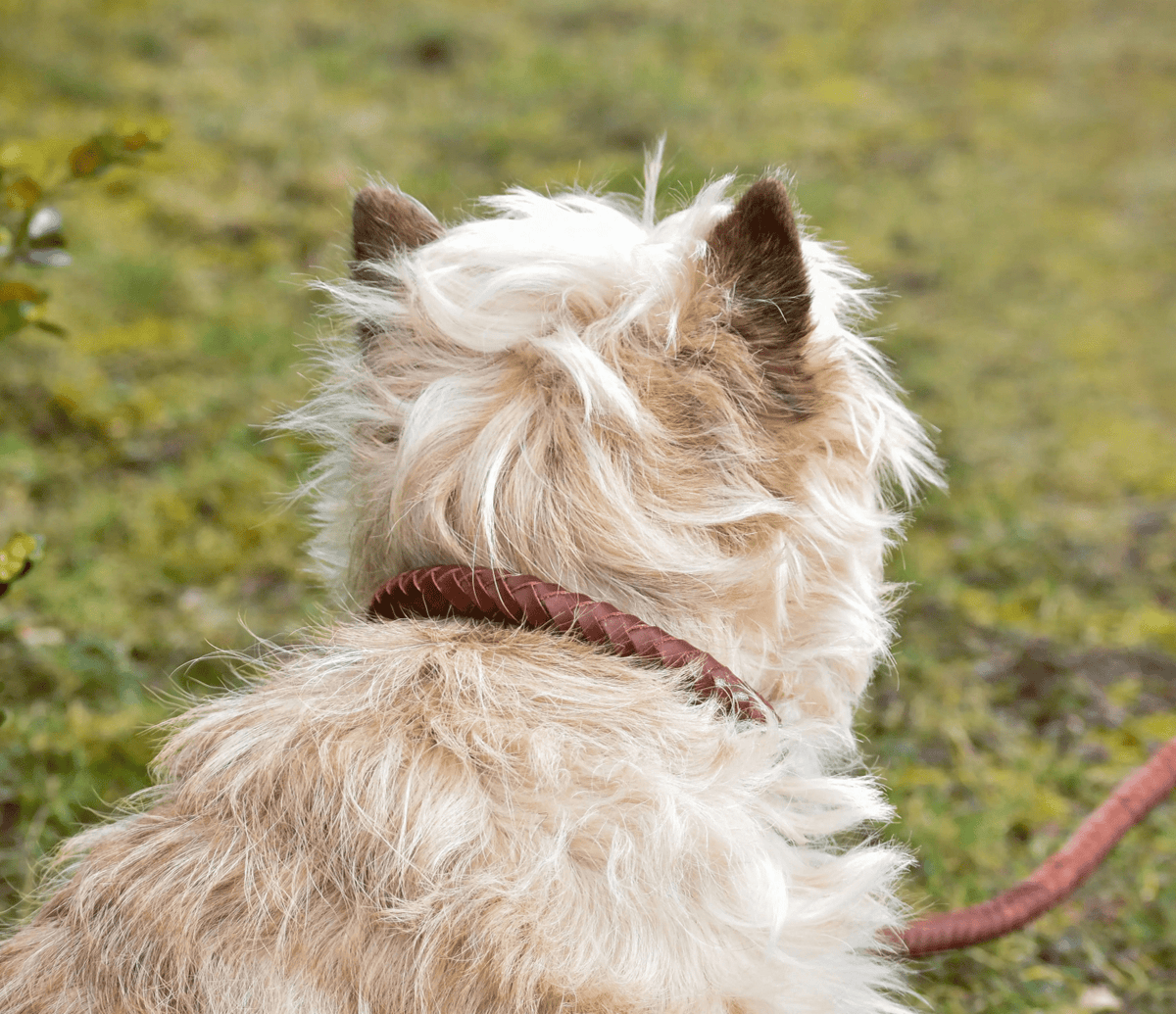 Premium dog collar in rounded natural tanned leather Eponia
