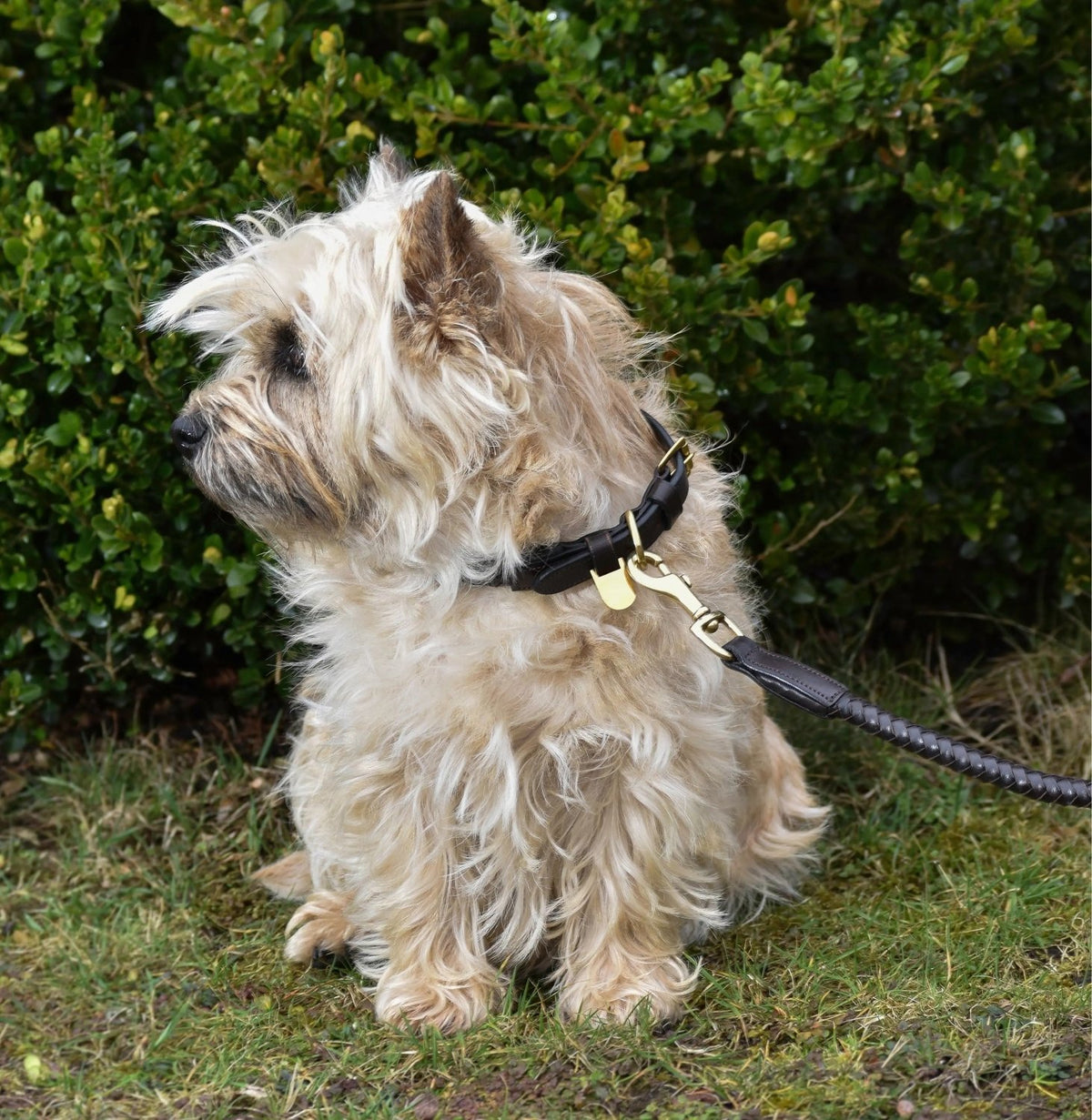 Premium dog collar in rounded natural tanned leather Eponia