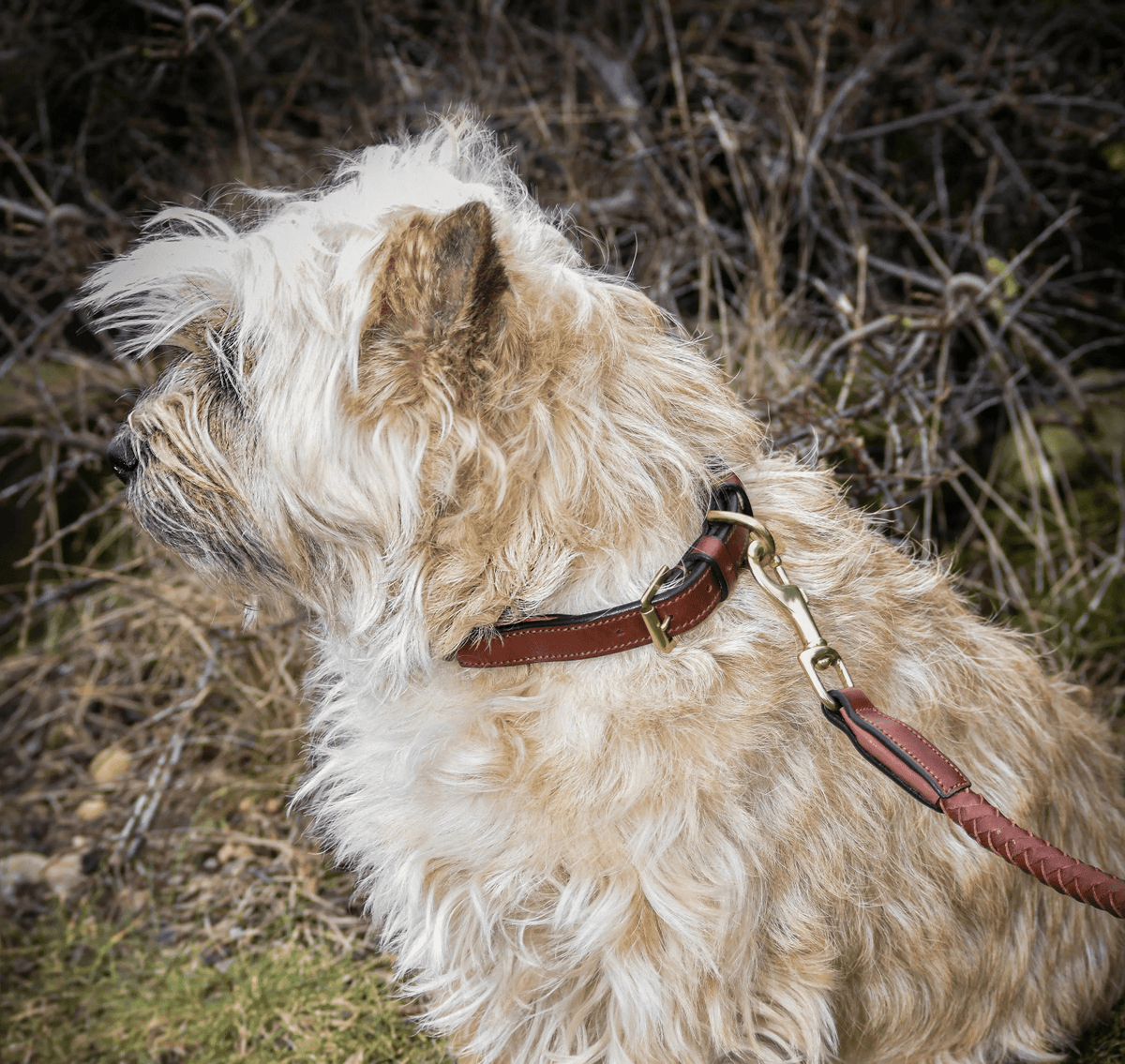Premium dog collar in rounded natural tanned leather Eponia