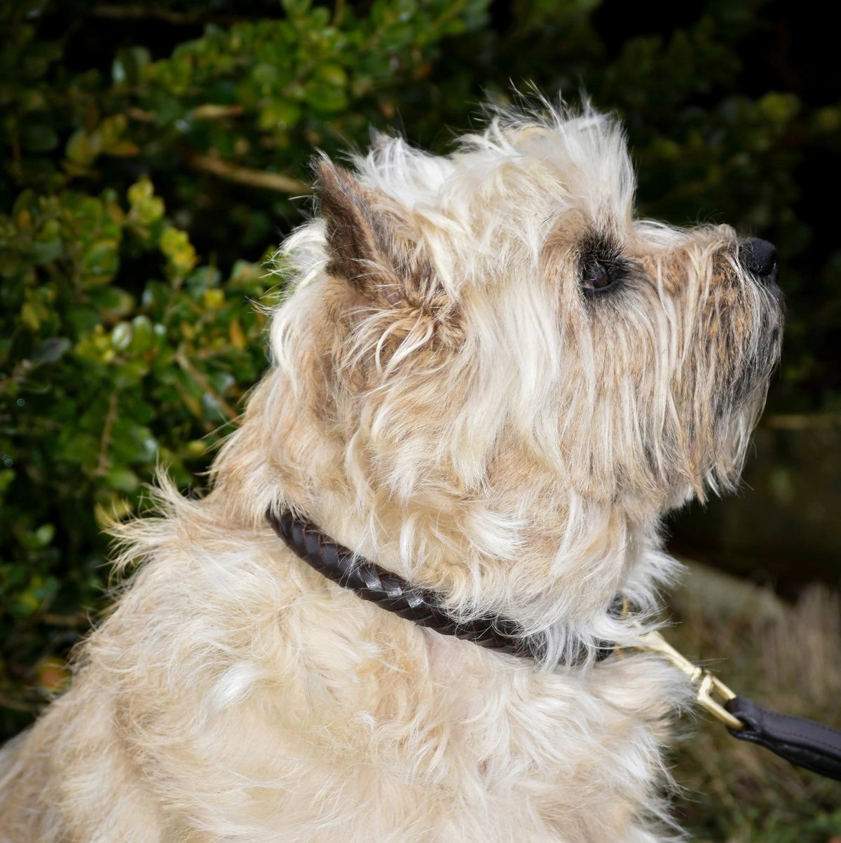 Premium dog collar in rounded natural tanned leather Eponia