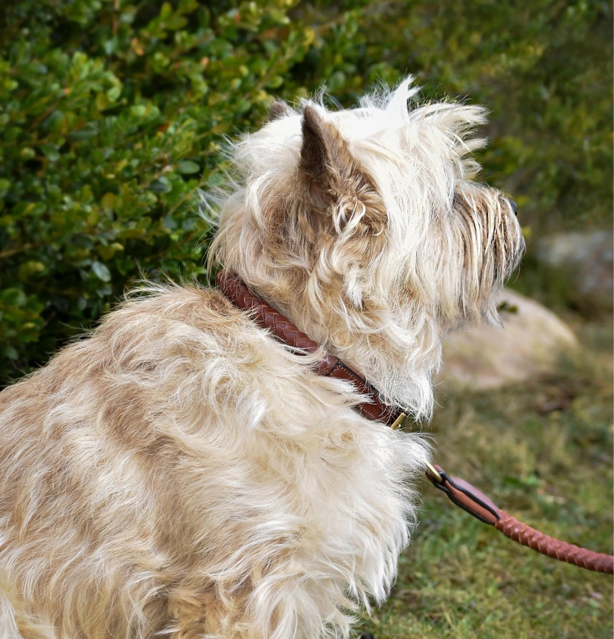 Premium dog collar in rounded natural tanned leather Eponia