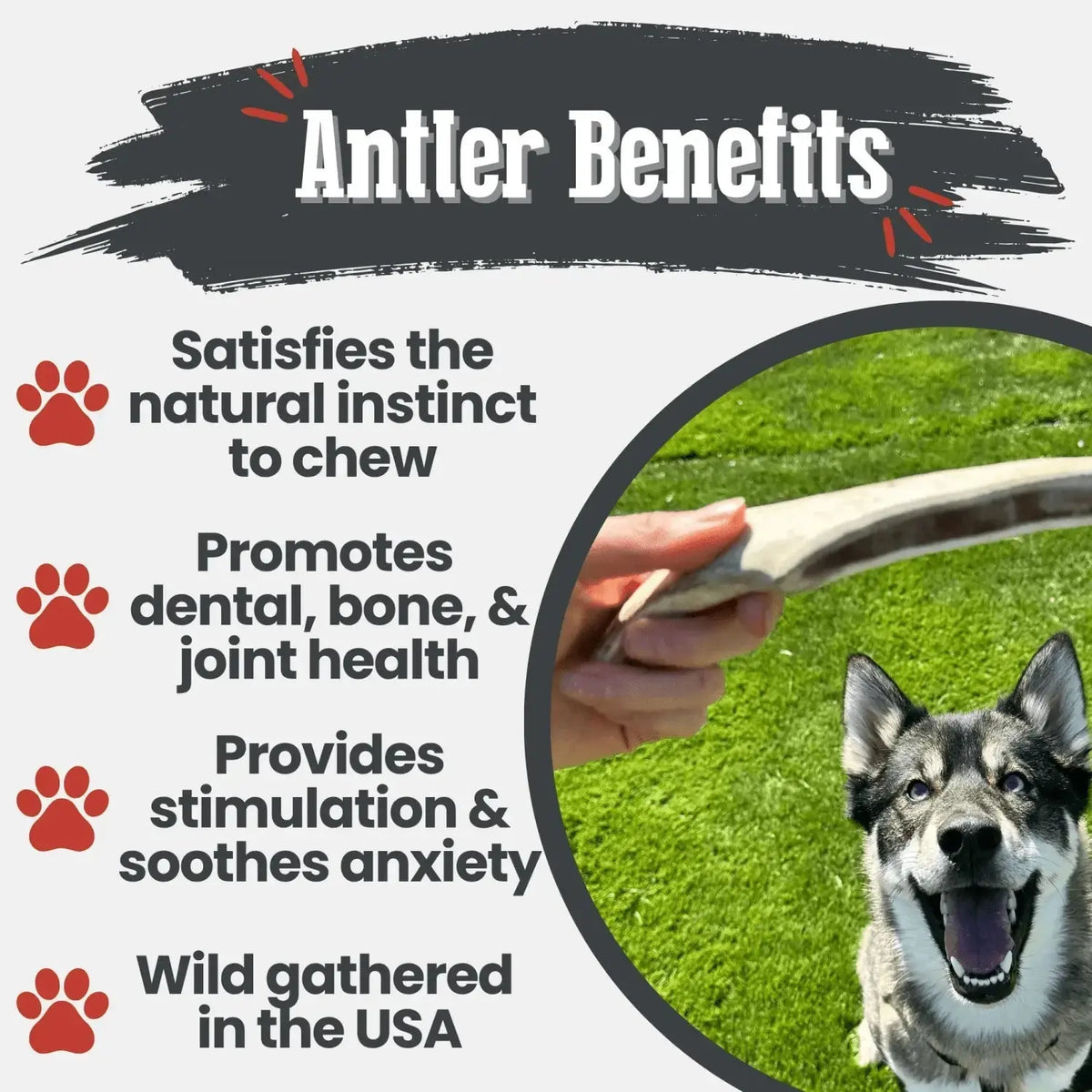 Reindeer Antler Dog Chews | Organic Chews for Dogs - Antler Dog Chew