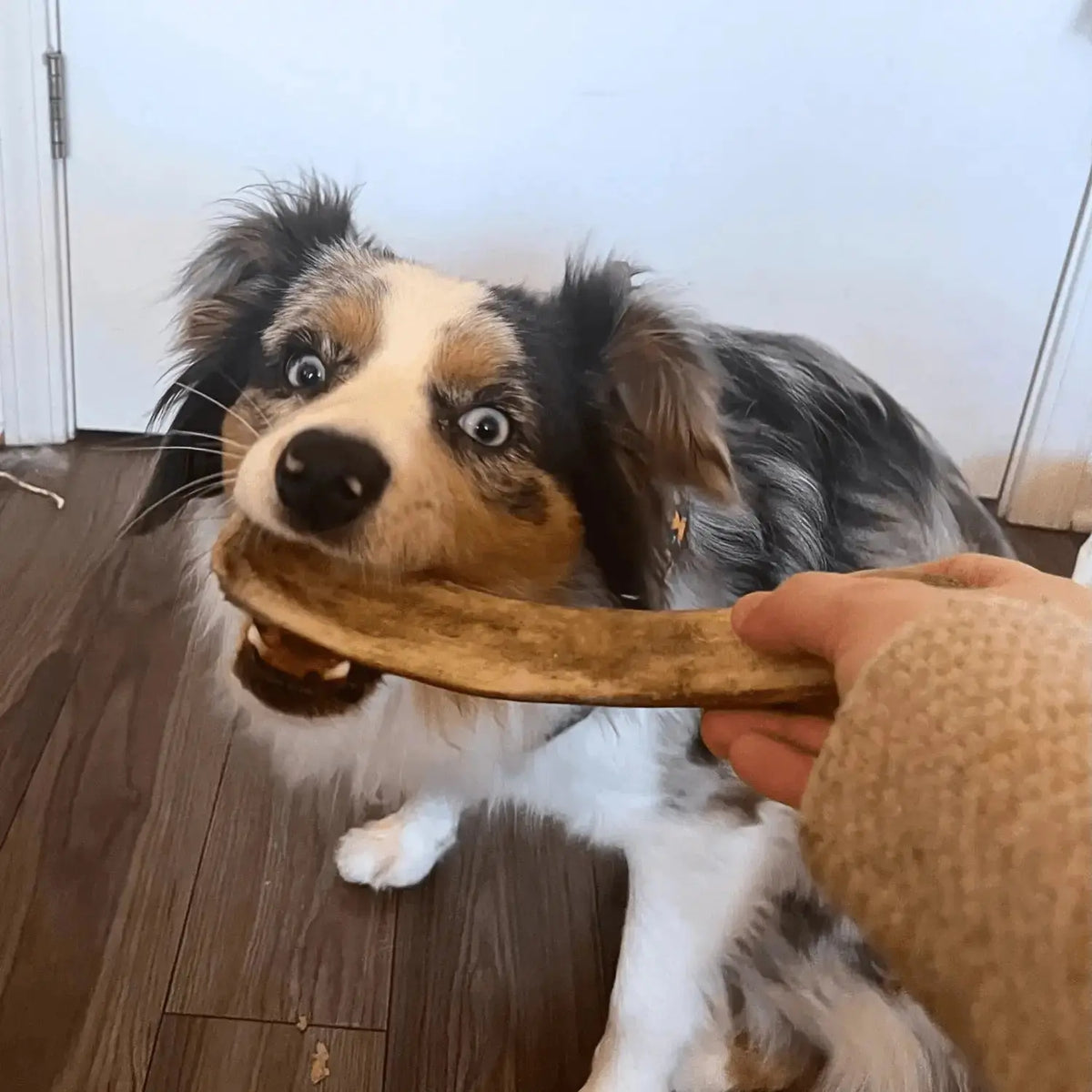 Reindeer Antler Dog Chews | Organic Chews for Dogs - Antler Dog Chew