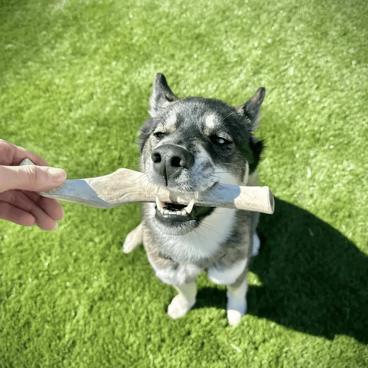 Reindeer Antler Dog Chews | Organic Chews for Dogs - Antler Dog Chew