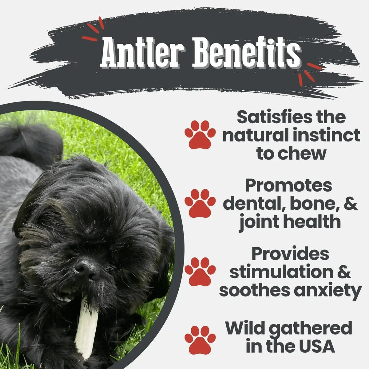 Reindeer Antler Dog Chews | Organic Chews for Dogs - Antler Dog Chew
