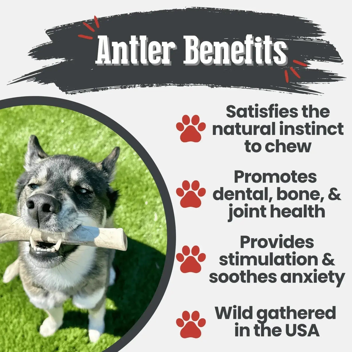 Reindeer Antler Dog Chews | Organic Chews for Dogs - Antler Dog Chew