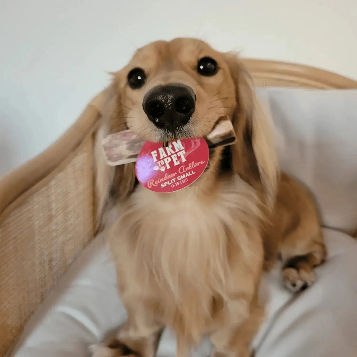 Reindeer Antler Dog Chews | Organic Chews for Dogs - Antler Dog Chew