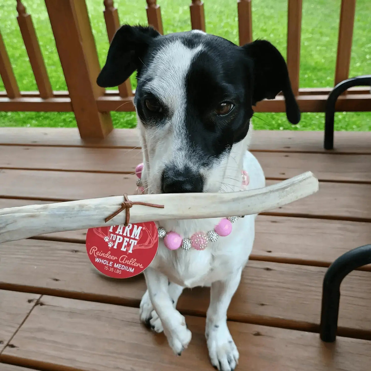 Reindeer Antler Dog Chews | Organic Chews for Dogs - Antler Dog Chew