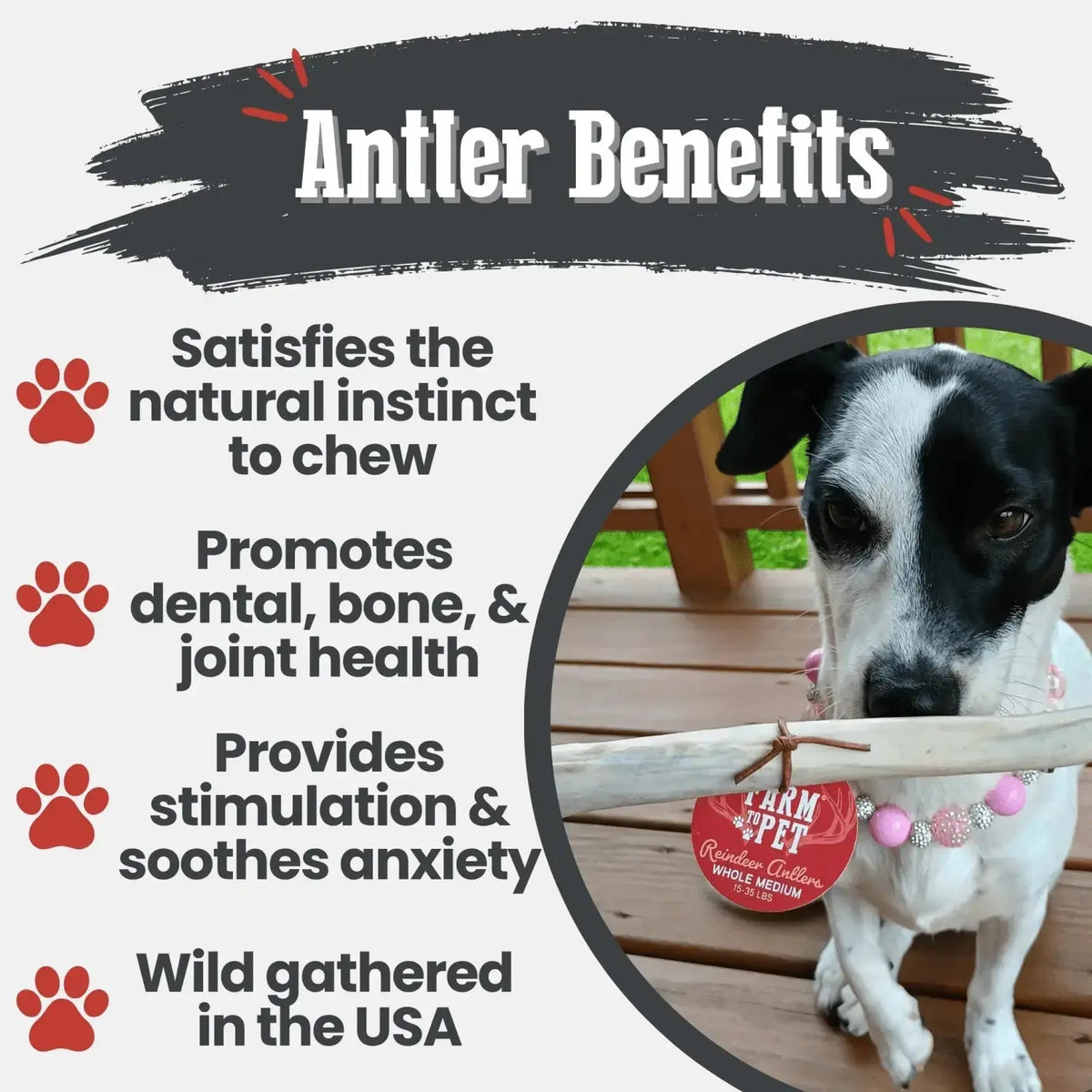 Reindeer Antler Dog Chews | Organic Chews for Dogs - Antler Dog Chew