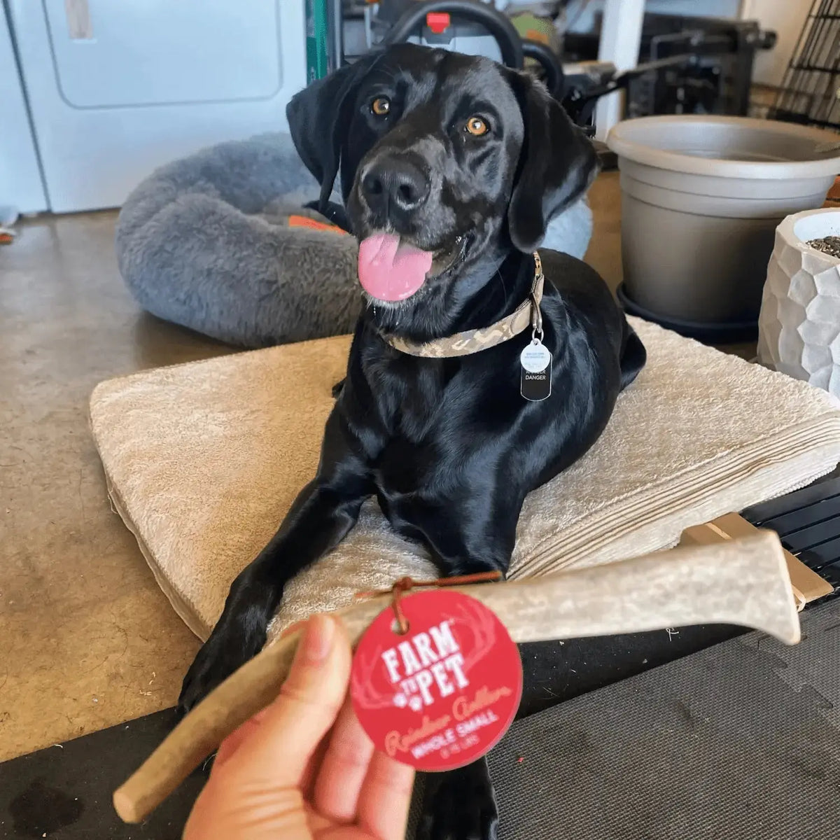 Reindeer Antler Dog Chews | Organic Chews for Dogs - Antler Dog Chew