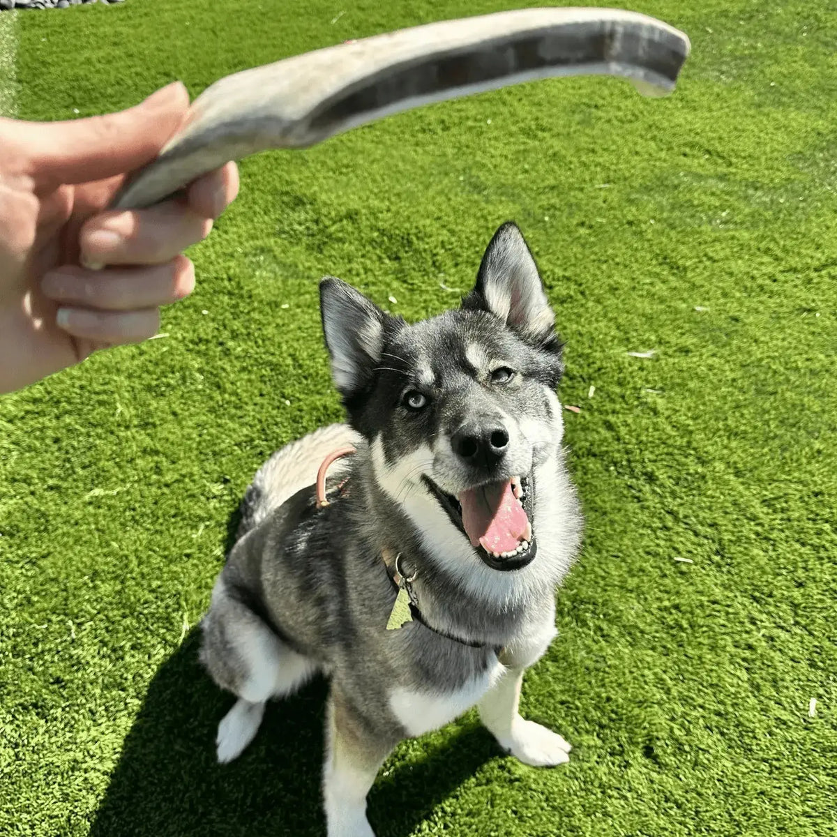 Reindeer Antler Dog Chews | Organic Chews for Dogs - Antler Dog Chew