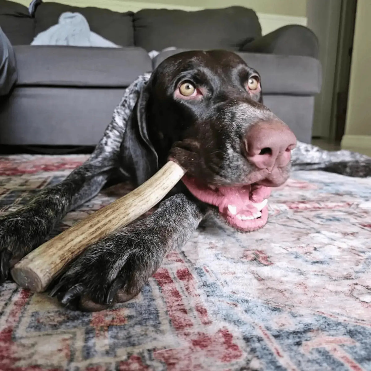 Reindeer Antler Dog Chews | Organic Chews for Dogs - Antler Dog Chew