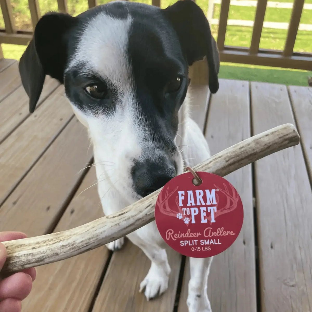 Reindeer Antler Dog Chews | Organic Chews for Dogs - Antler Dog Chew