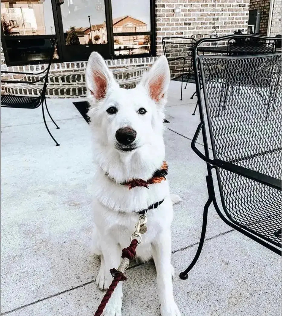 ROPE DOG LEASH - SUNSET - rope leash