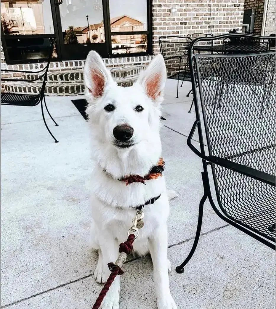 ROPE DOG LEASH - SUNSET - rope leash