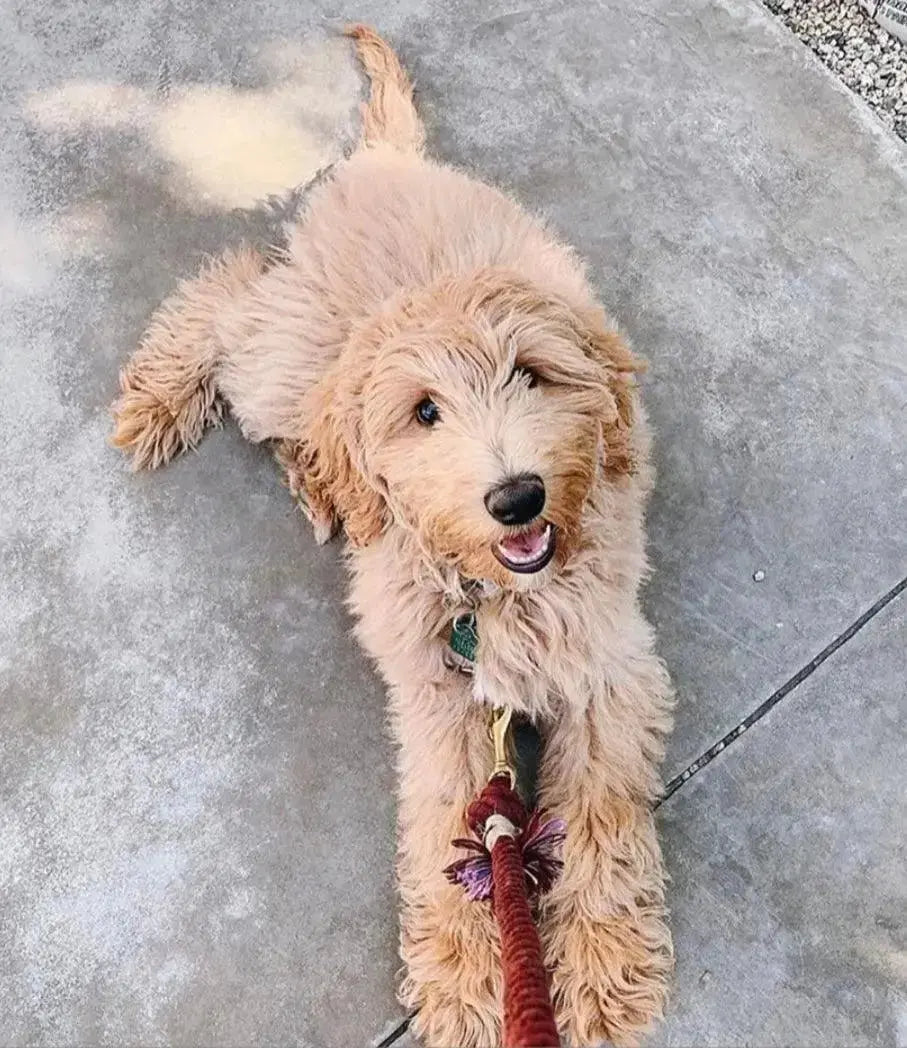 ROPE DOG LEASH - SUNSET - rope leash