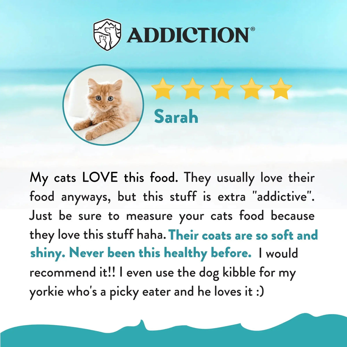 Salmon Bleu Dry Cat Food Addiction Pet Foods USA
