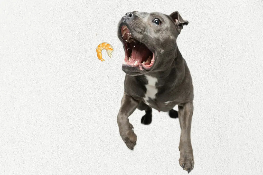 Single Ingredient, High Value Freeze-Dried Training Treats for Dogs & Cats - Shrimp My Store