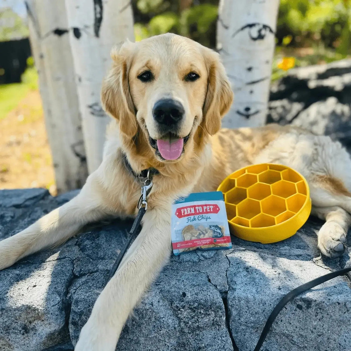 Slow Feeder Dog Bowls - Dog Bowl