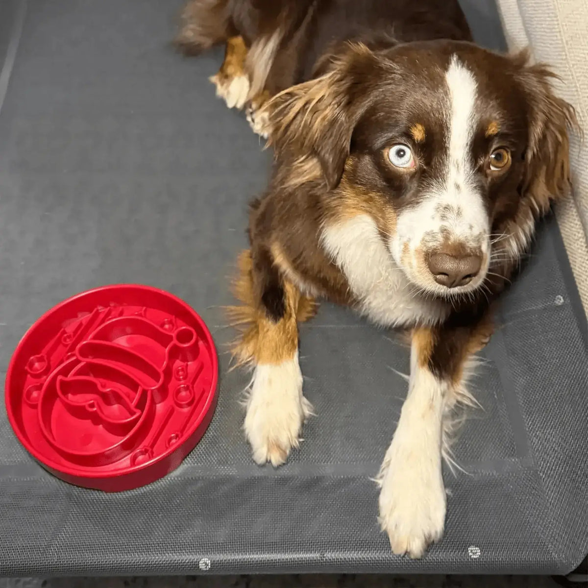 Slow Feeder Dog Bowls - Dog Bowl