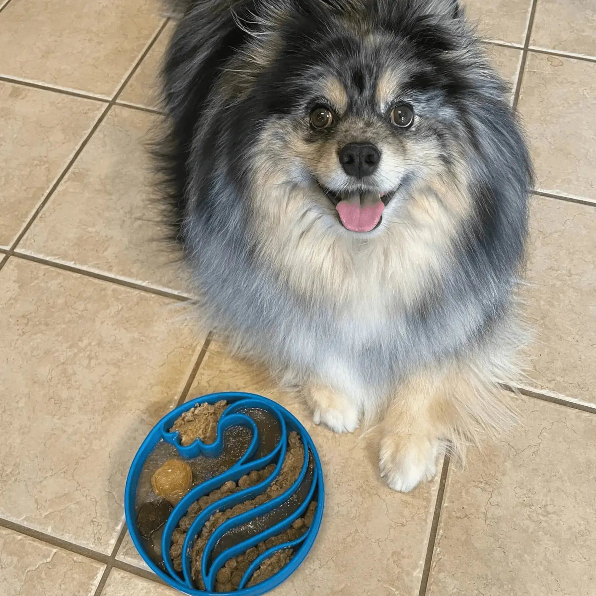 Slow Feeder Dog Bowls - Dog Bowl
