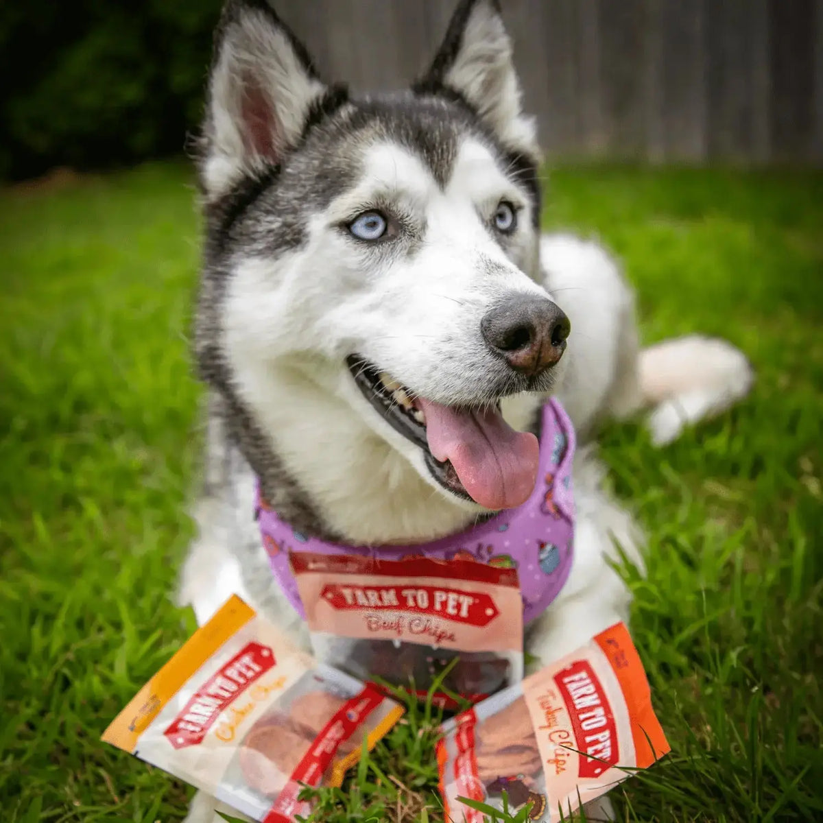 Snack Pack Dog Treat Sampler - Snack Pack