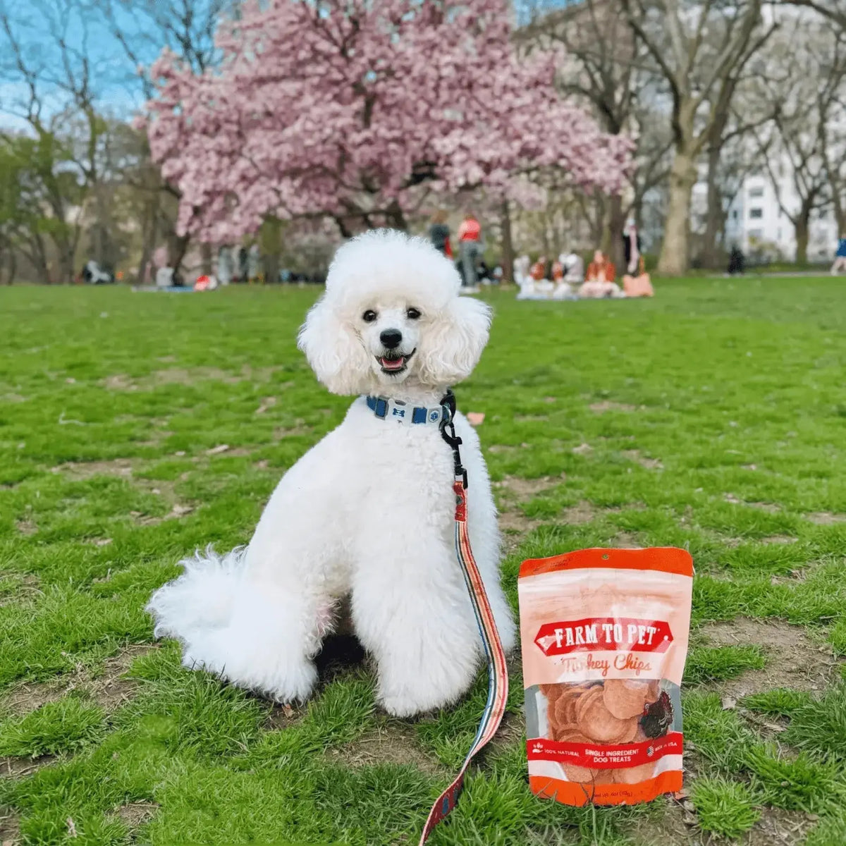 Turkey Dog Treats | All-Natural Single-Ingredient Healthy Dog Treats - Chip