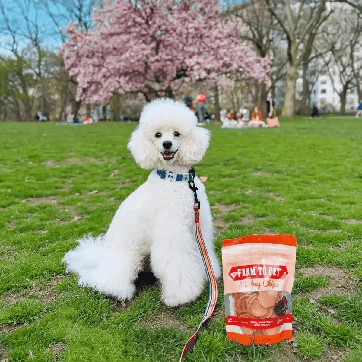 Turkey Dog Treats | All-Natural Single-Ingredient Healthy Dog Treats - Chip