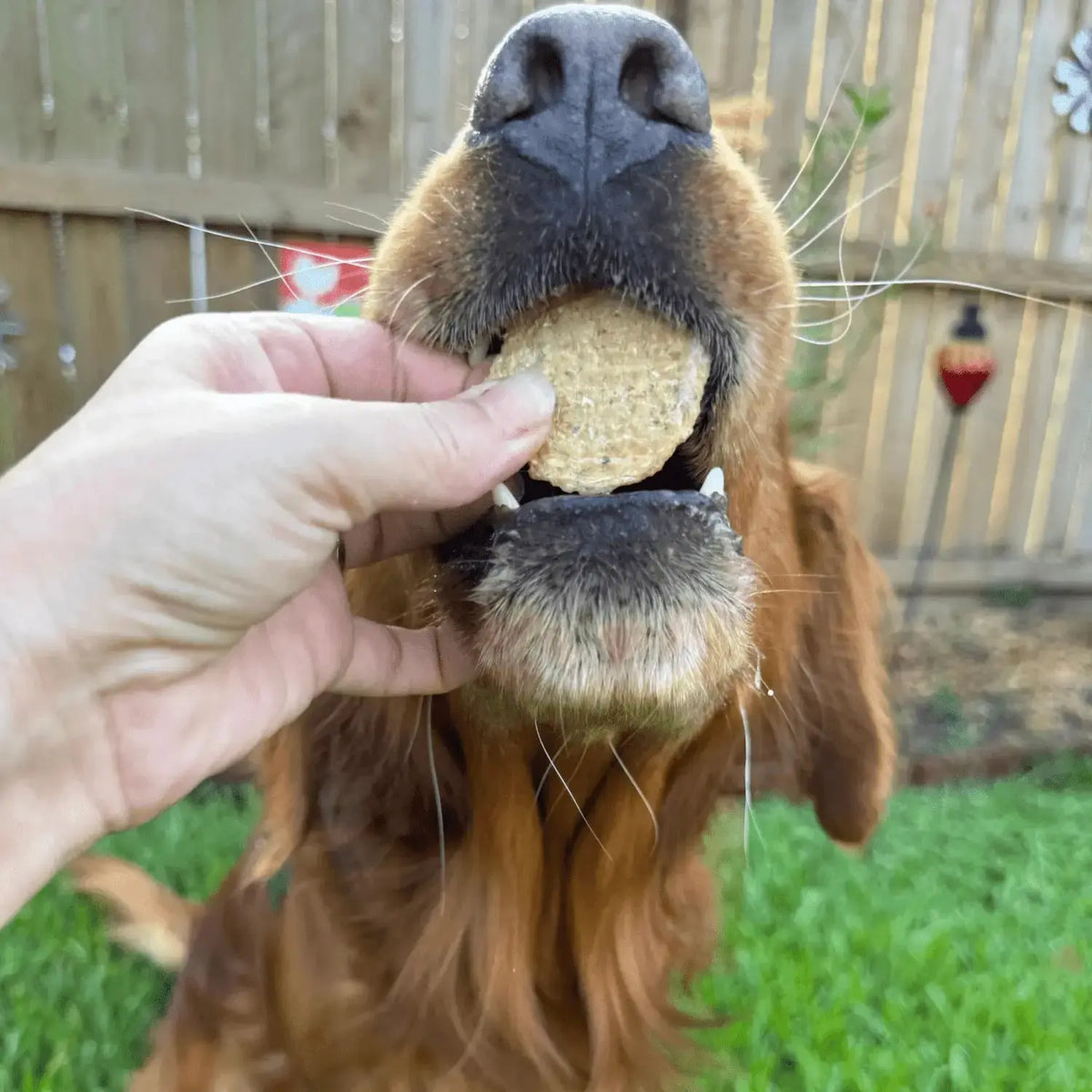 Walleye dog treats Snack Pack Bundles | Training & Travel - Snack Pack