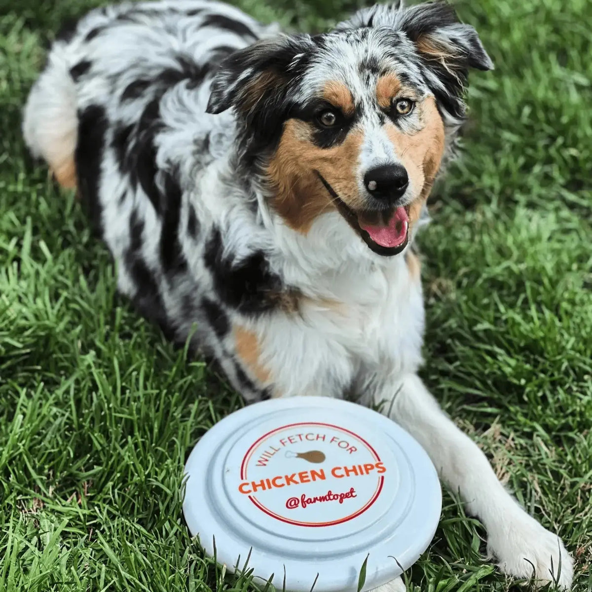 Will Fetch for Chicken Chips Dog Frisbee | Fun Toy for Dogs and Humans - Frisbee