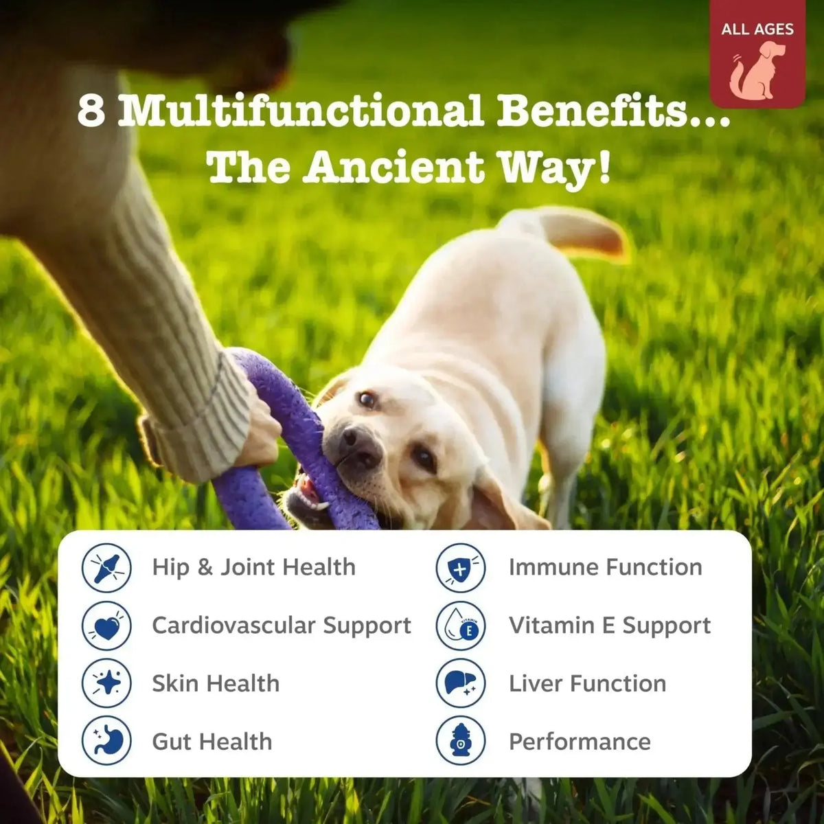 Zesty Paws Dog Multivitamin Chewable Dog Vitamins and Supplements for Hip & Joints Skin & Coat Omega 3 Fish Oil